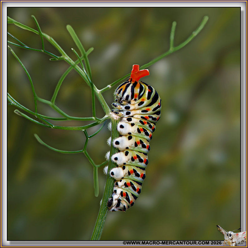 Chenille de Machaons
